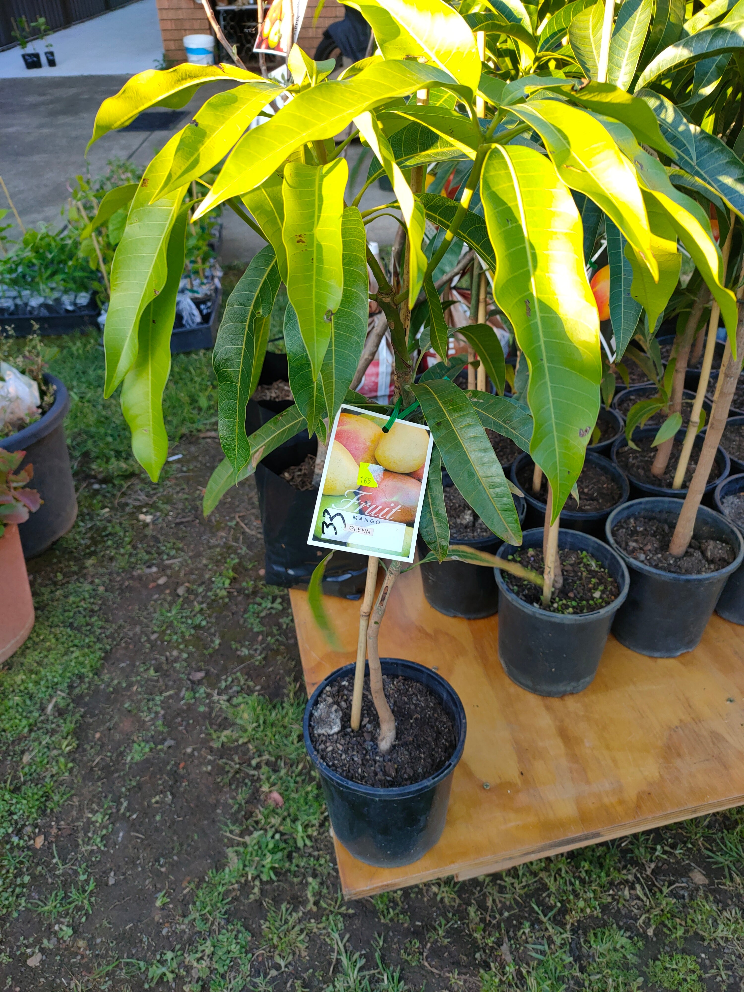Grafted R2e2 Mango Tree(Medium) – ZED'S Plants