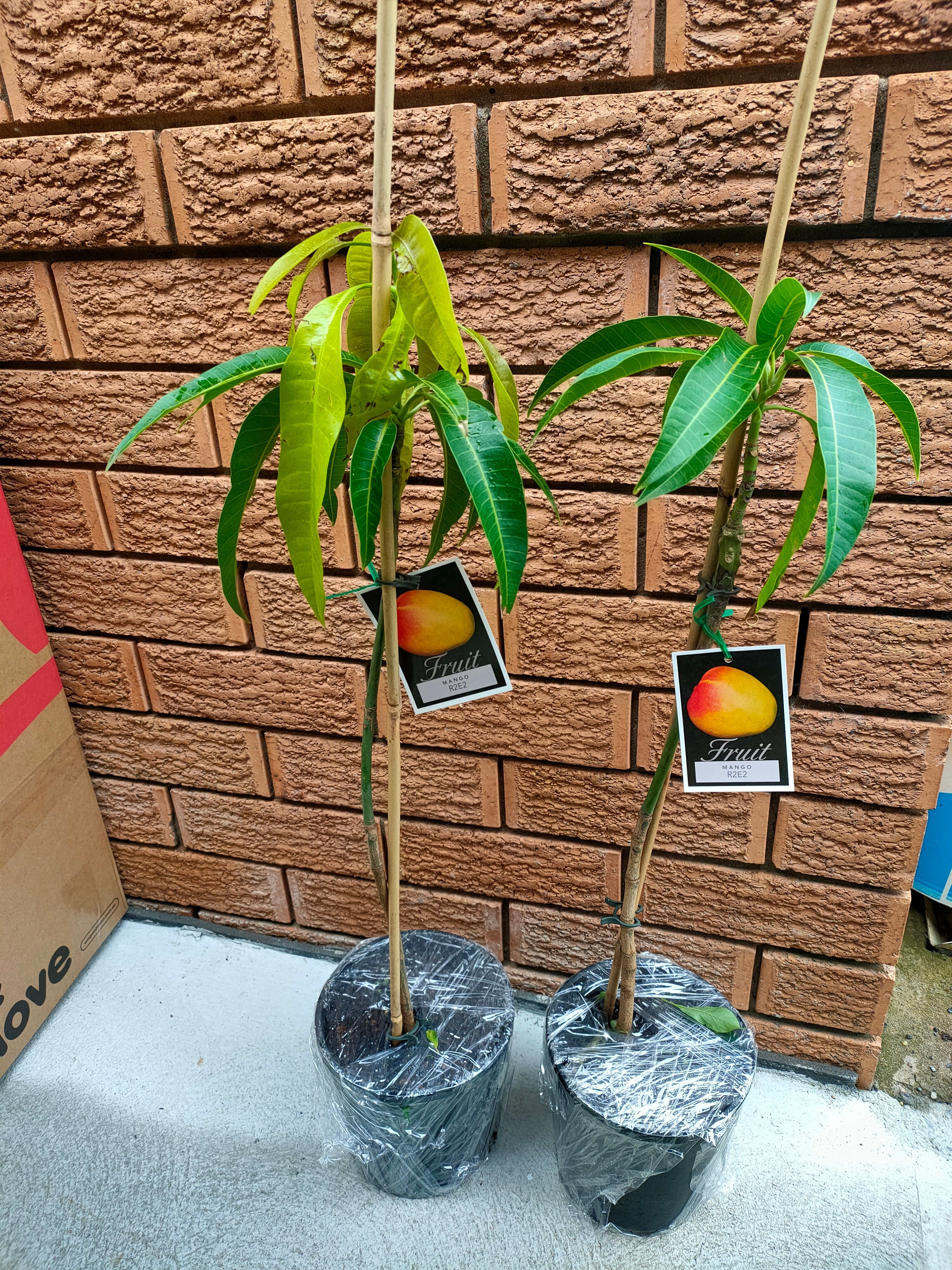 Amazon.com : No CA, Julie Grafted Mango Tree Live Plant