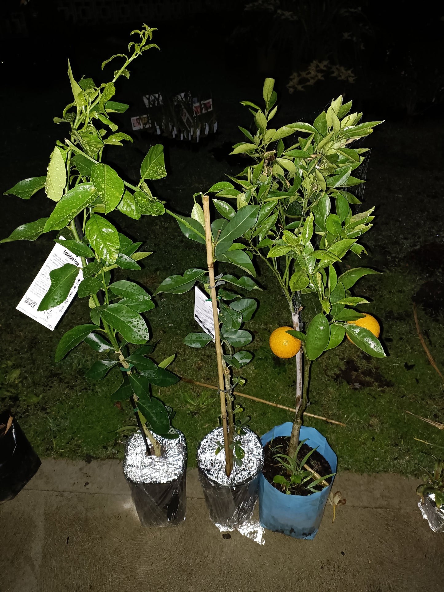 Grafted imperial Mandarin