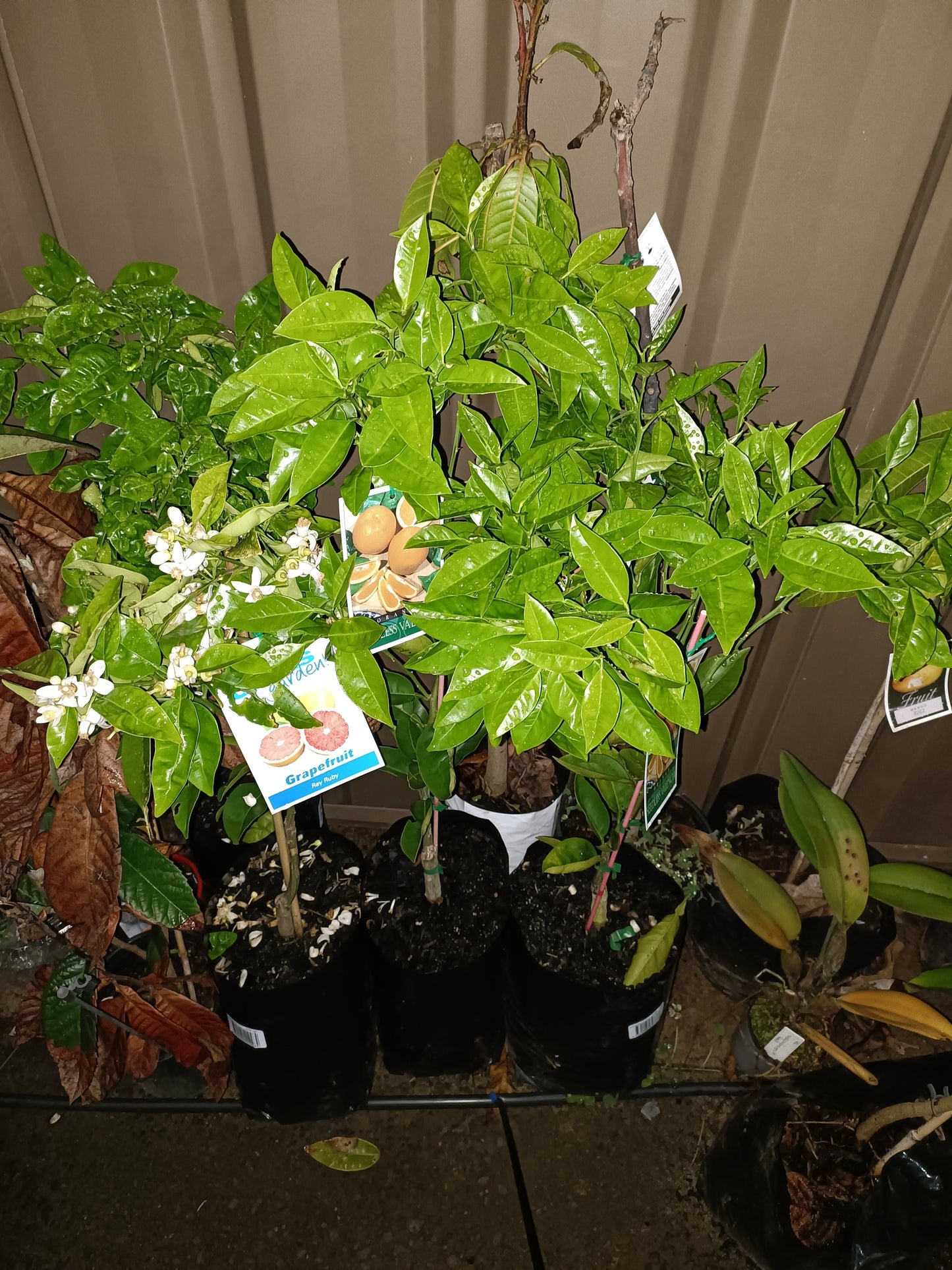 Grafted Ruby Red Grapefruit