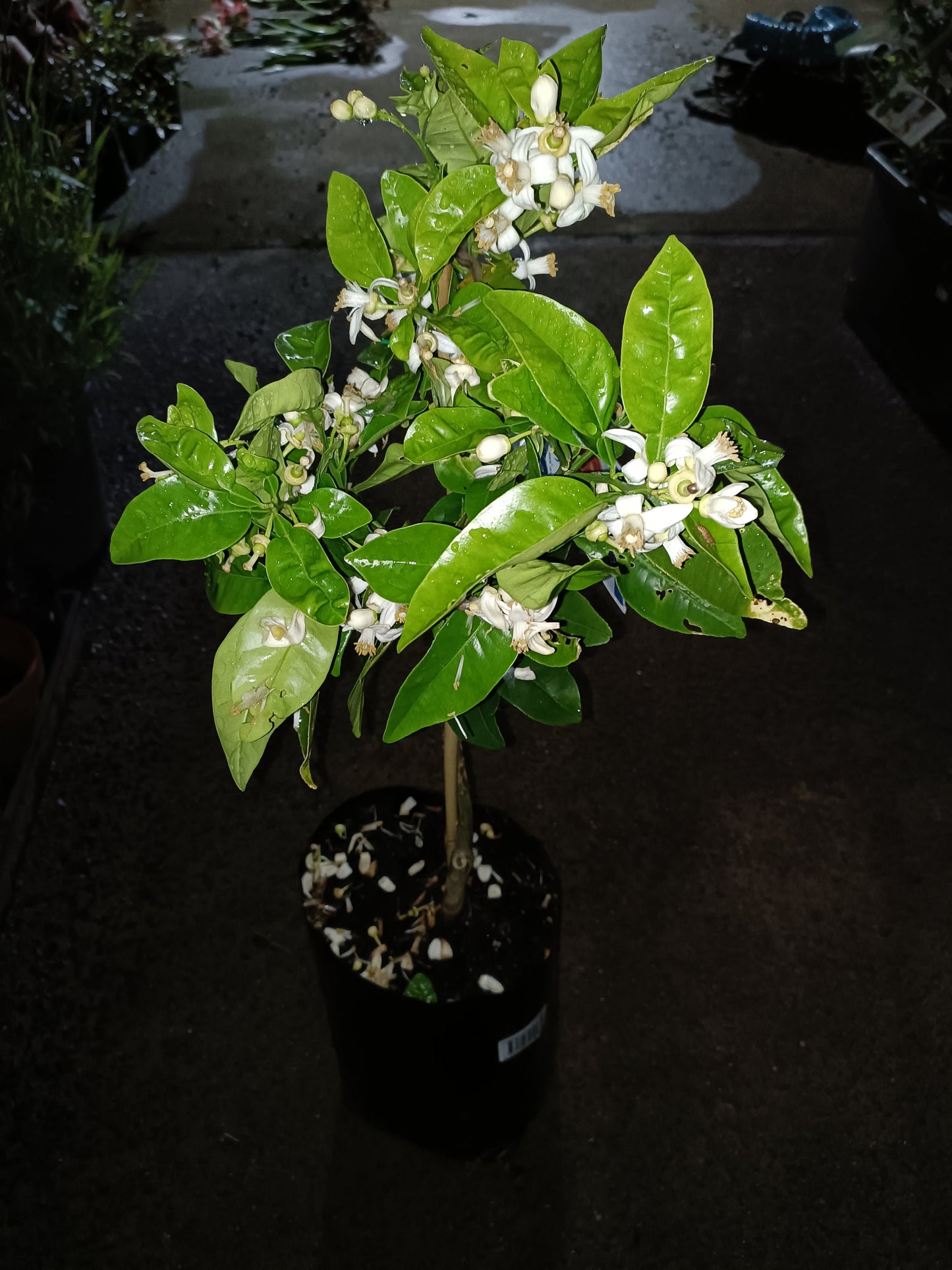 Grafted Myer Lemon Large Size
