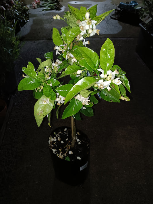 Grafted Myer Lemon Large Size