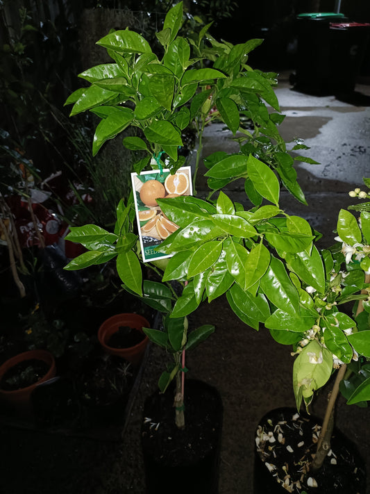 Grafted Jappa Orange