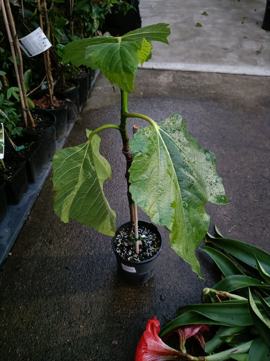 White Adriatic Fig tree(Small)