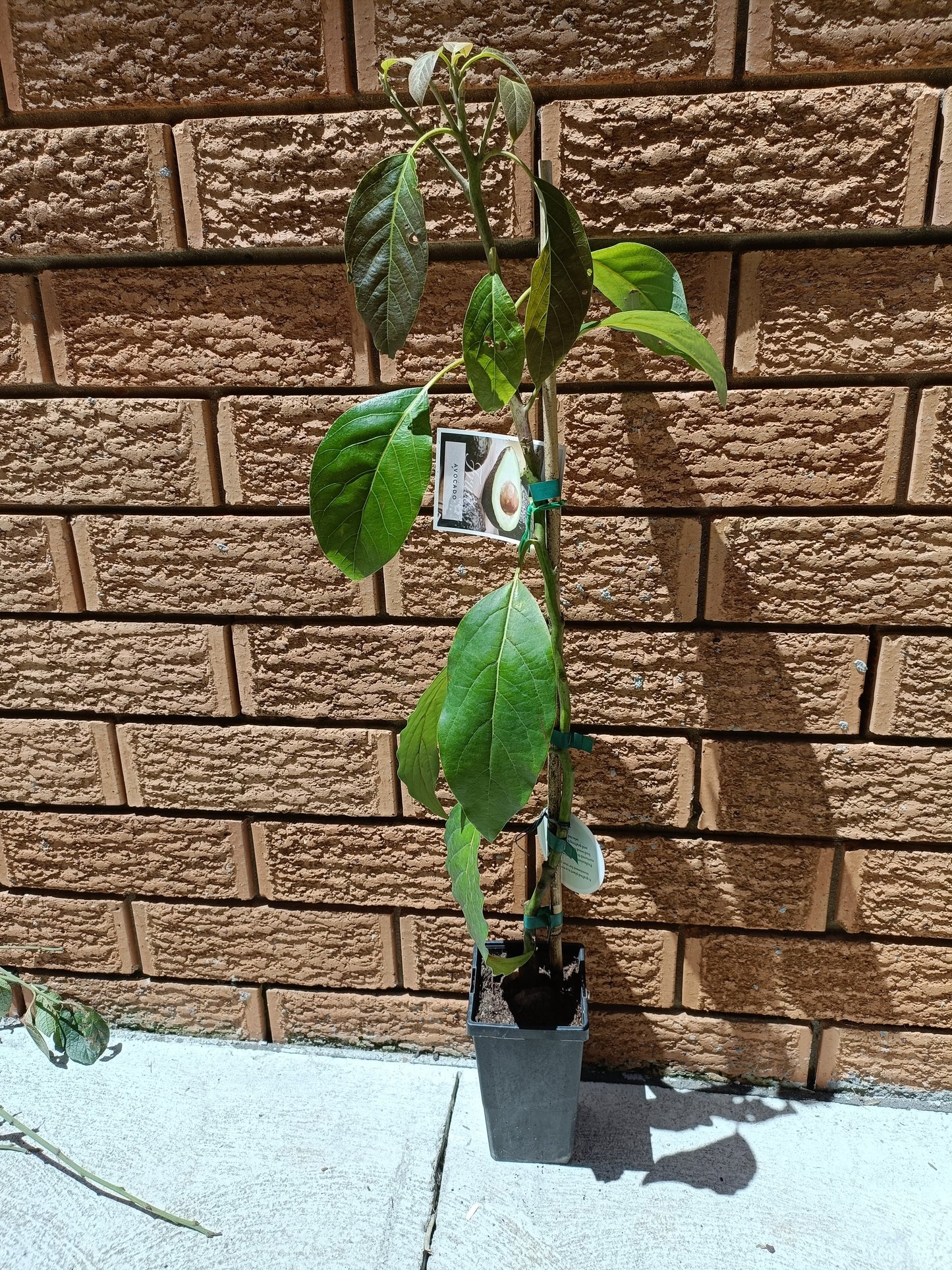 Grafted Bacon Avocado small