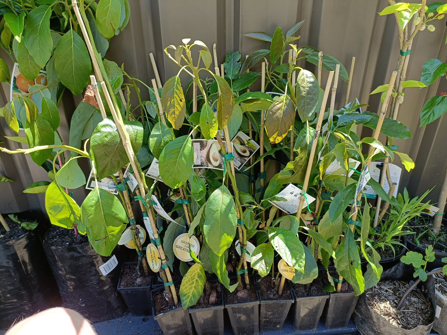Grafted Hazzard Avocado Small