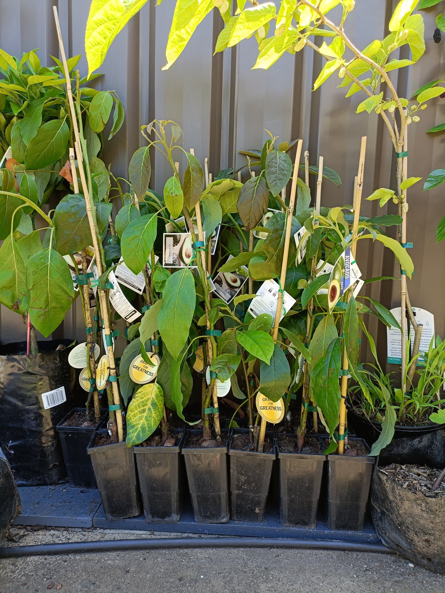 Grafted Hazzard Avocado Small