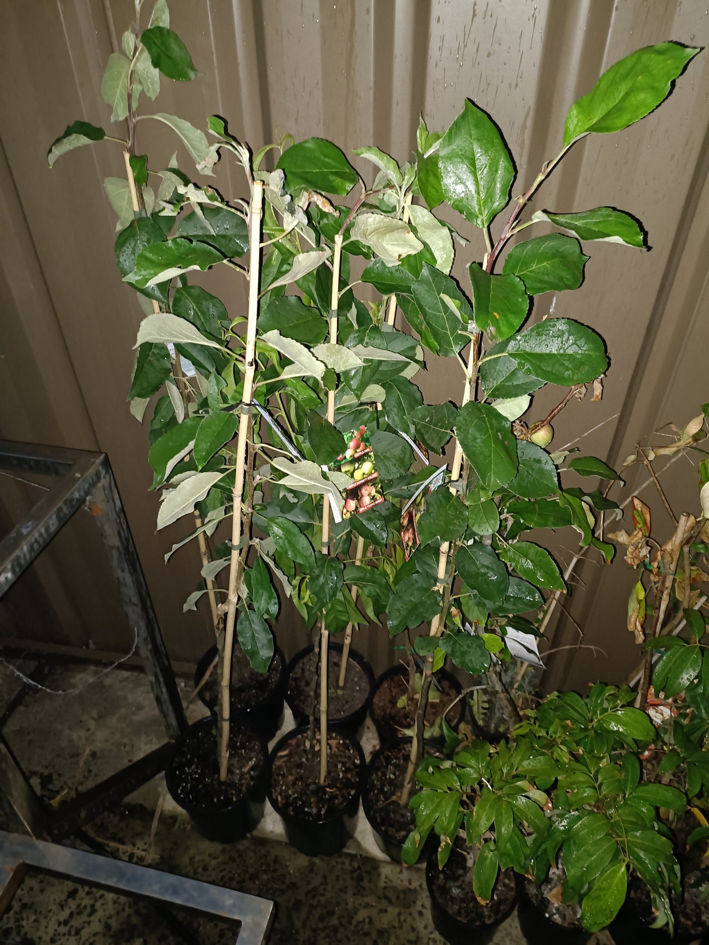 Grafted Golden Dorset Apple