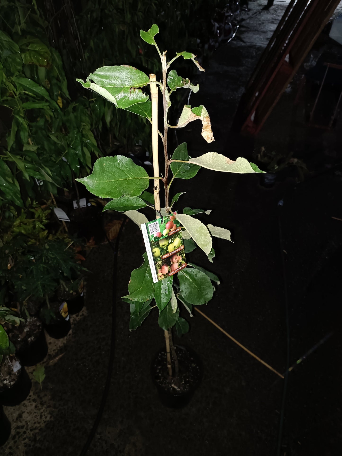 Grafted Golden Dorset Apple
