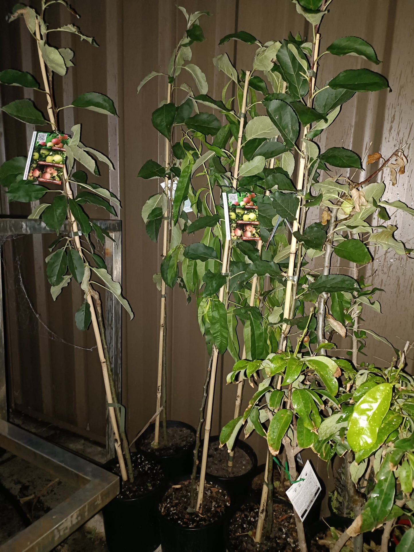 Grafted Golden Dorset Apple