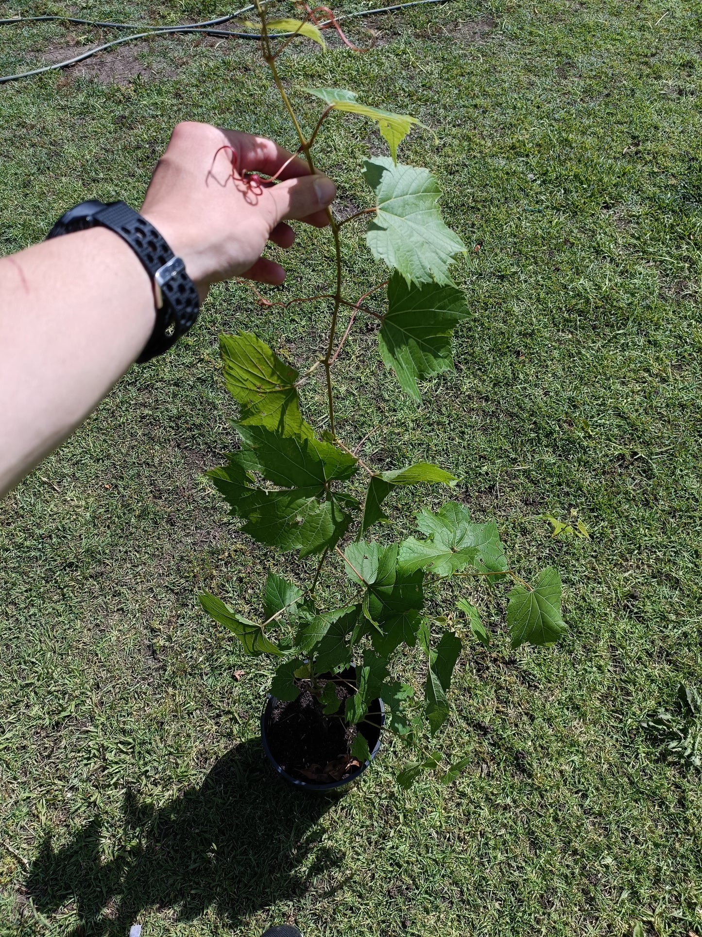 Grape plant leaves varity only
