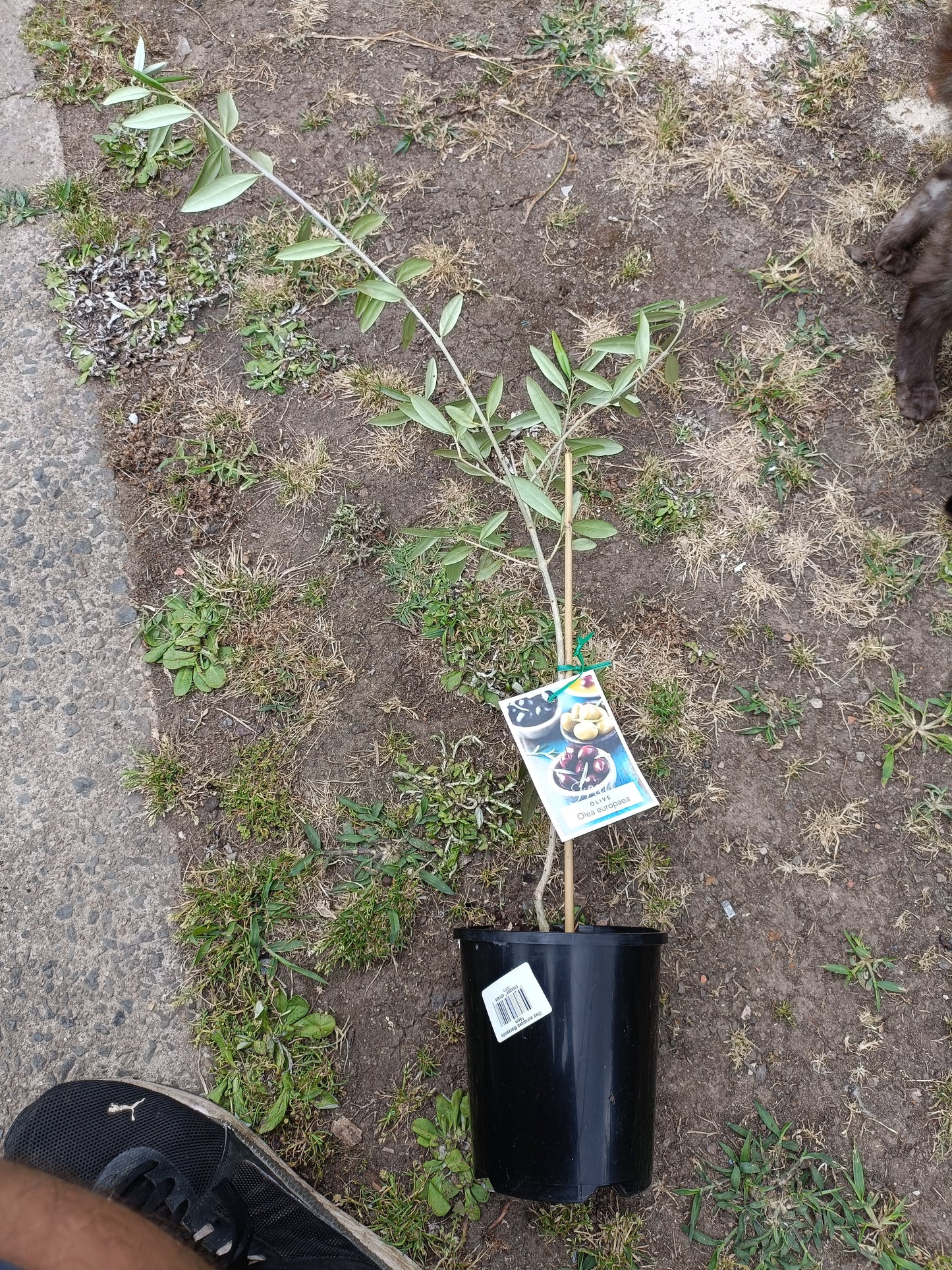 European olive
